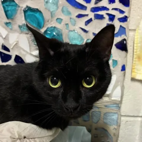 An adult medium-sized female Domestic Short Hair cat named Luna for adoption in Pensacola, FL