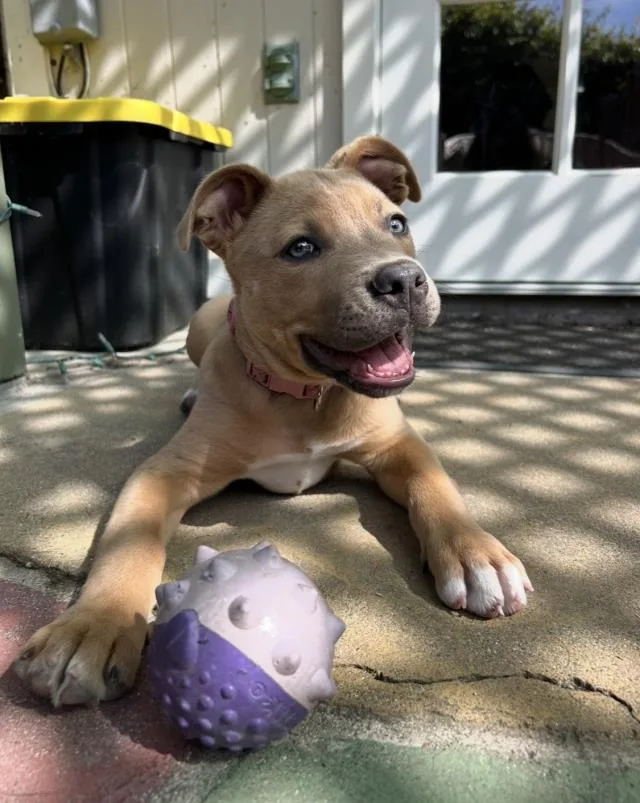 A young small-sized female Pit Bull Terrier dog named Korra for adoption in Santa Barbara, CA