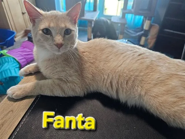 A young small-sized male Domestic Short Hair cat named Fanta for adoption in Saint Peters, MO
