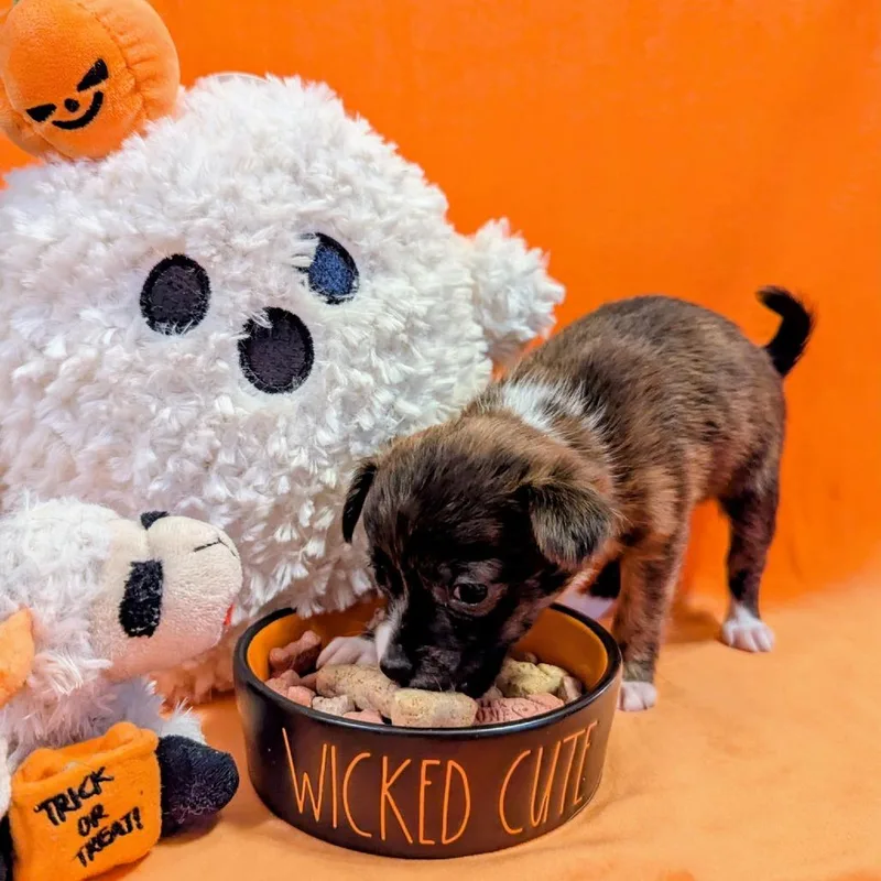 A baby small-sized female Mixed Breed dog named Cupcake for adoption in Asheville, NC