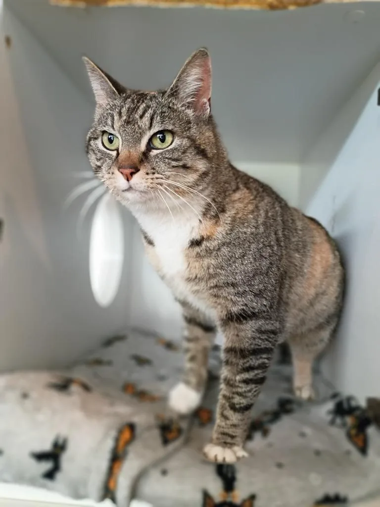 An adult small-sized female Domestic Short Hair cat named Sophie for adoption in Hyde Park, NY