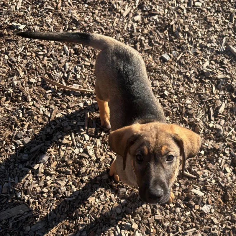 Rex