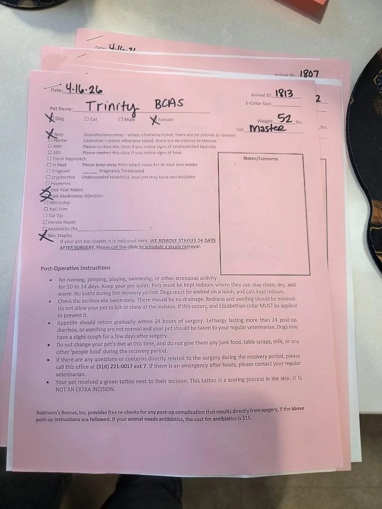 A young large-sized female Mixed Breed dog named Trinity for adoption in Bossier City, LA