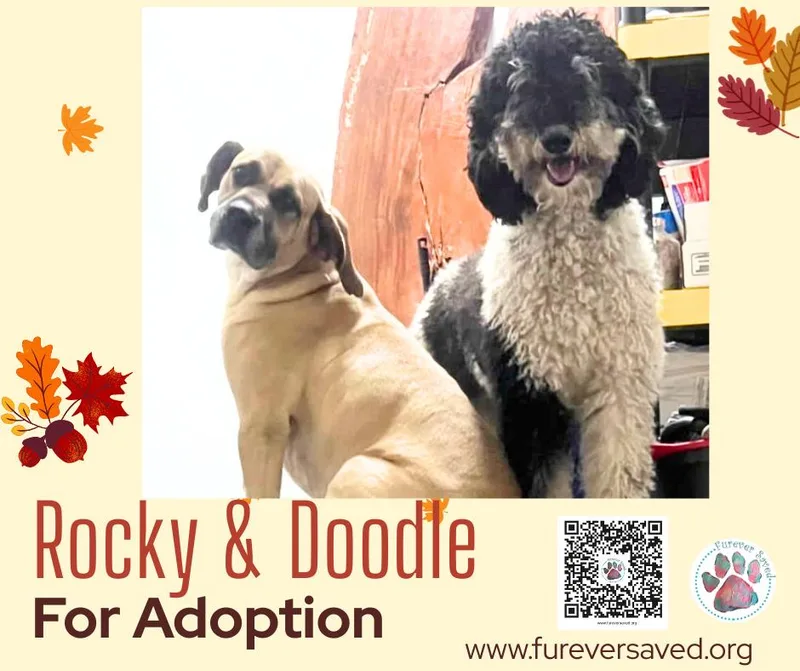 An adult medium-sized female Goldendoodle dog named Rocky and Doodle  for adoption in Miami, FL