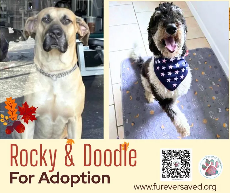Rocky and Doodle  thumbnail 2