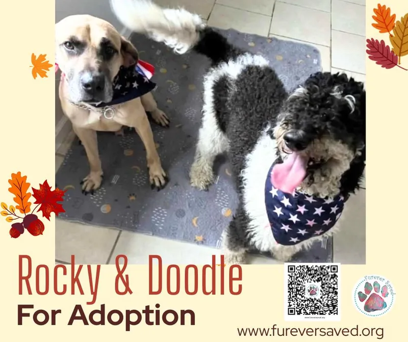 Rocky and Doodle  thumbnail 3