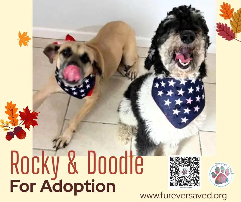 Rocky and Doodle  thumbnail 4