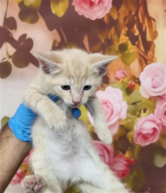A baby small-sized male Domestic Short Hair cat named Jinx for adoption in San Bernardino, CA