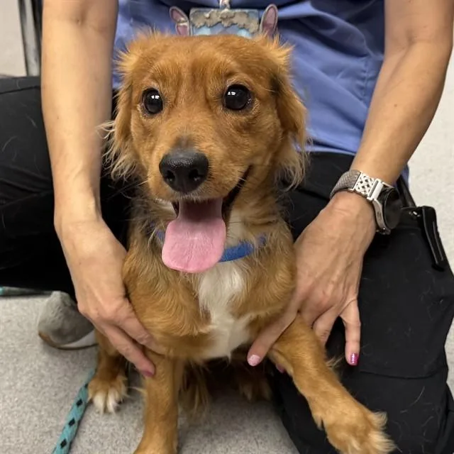 A young medium-sized male Chihuahua dog named A for adoption in Rancho Cucamonga, CA