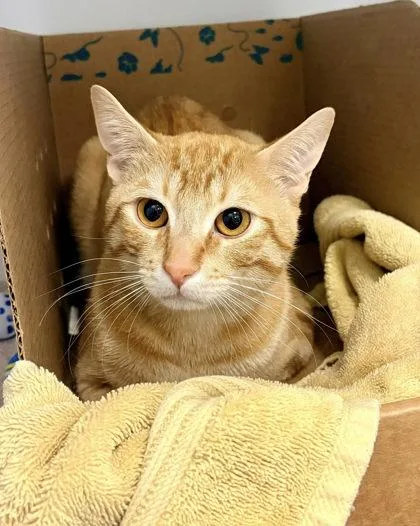 An adult small-sized male Domestic Short Hair cat named Levi for adoption in Fairfax, VA