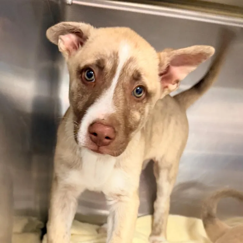 A baby small-sized female Mixed Breed dog named Daffodil for adoption in Newark, NJ