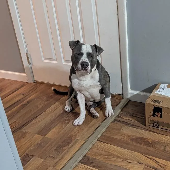 Louie