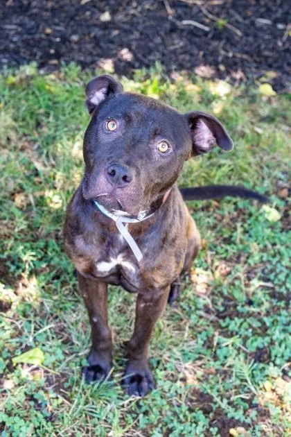 An adult large-sized male Mixed Breed dog named Flan for adoption in Knoxville, TN
