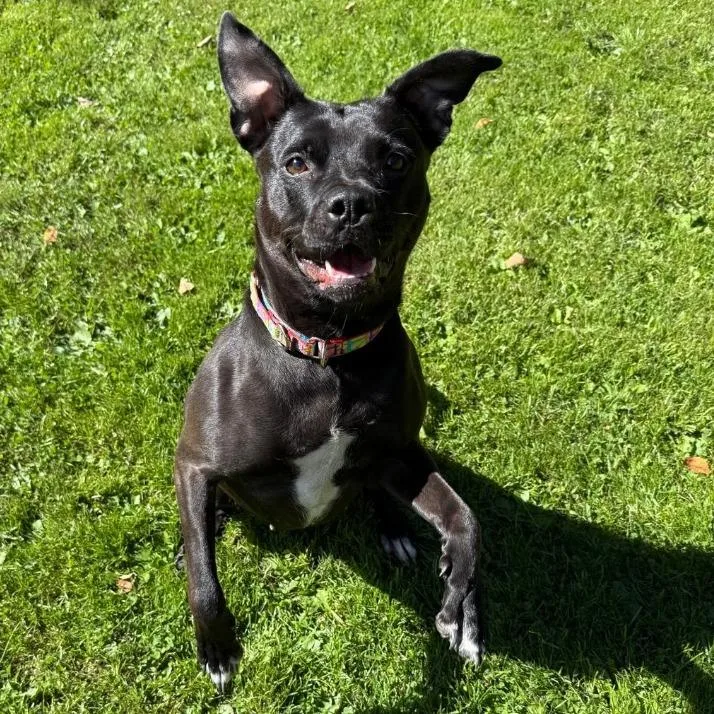 An adult medium-sized female Pit Bull Terrier dog named Addie for adoption in Attica, NY