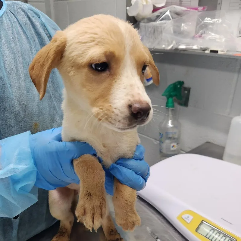 A baby small-sized female Yellow / Tan / Blond / Fawn Mixed Breed dog named Lily for adoption in Summerville, SC