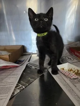 A baby small-sized male Domestic Short Hair cat named Tee for adoption in Sevierville, TN