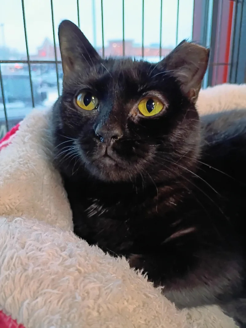 A young medium-sized female Black & White / Tuxedo Domestic Short Hair cat named Shadow for adoption in Morgantown, WV