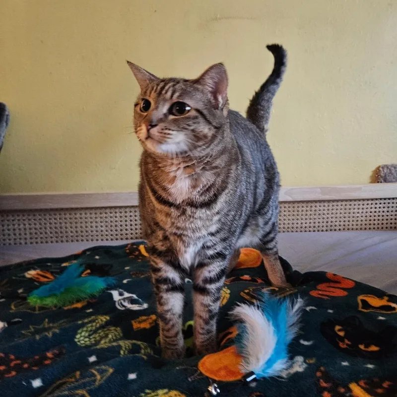 A young medium-sized female Brown / Chocolate Domestic Short Hair cat named Maple for adoption in Long Beach, CA