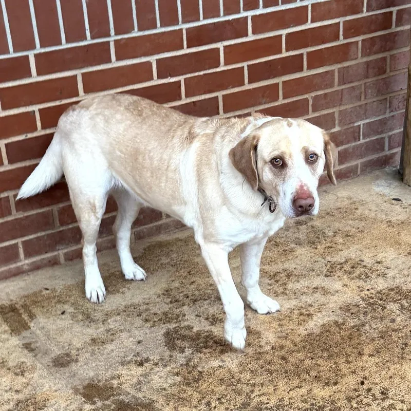 An adult medium-sized female Labrador Retriever dog named Trix for adoption in Peachtree City, GA