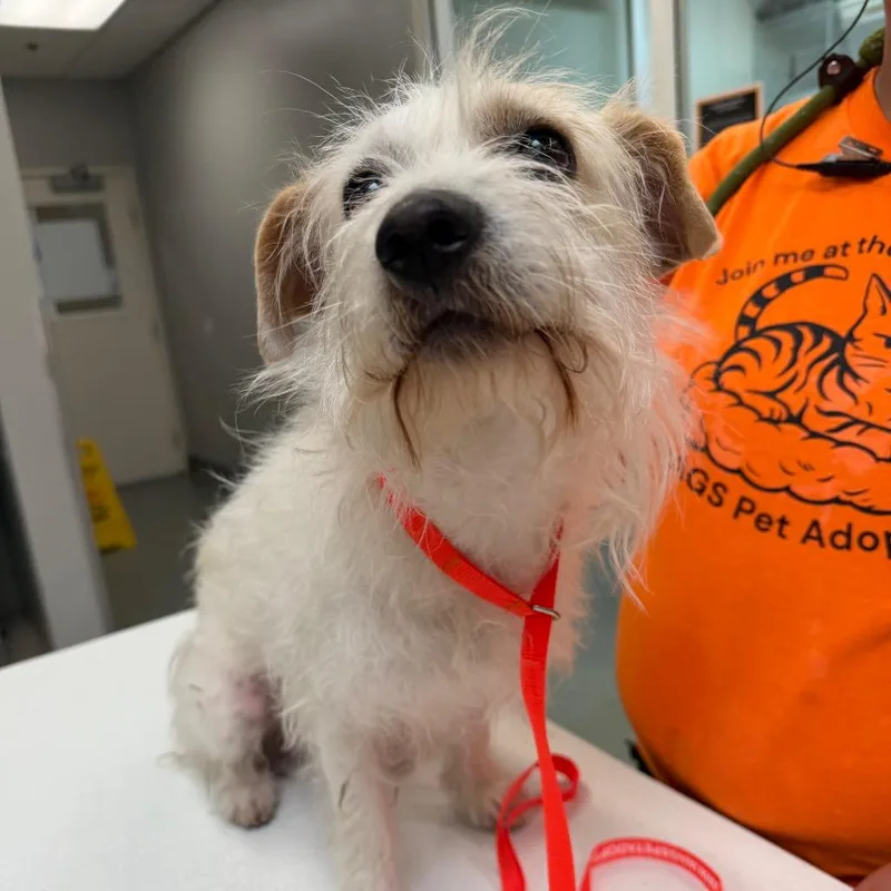 An adult medium-sized male White / Cream Terrier dog named Wagsstray for adoption in Westminster, CA