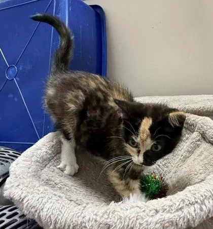 A baby small-sized female Domestic Short Hair cat named Velveeta for adoption in Wilkesboro, NC