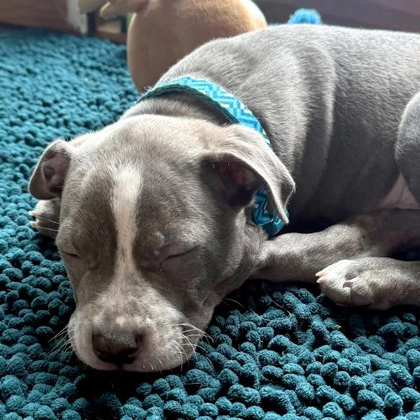 A baby small-sized male Terrier dog named Jefferson for adoption in Des Moines, IA