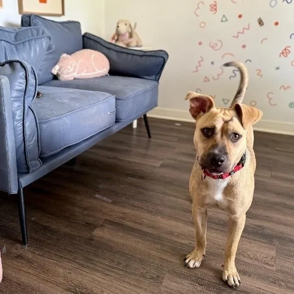 An adult medium-sized female Brown / Chocolate Pit Bull Terrier dog named Rainie Baby The Pocket for adoption in Friendswood, TX