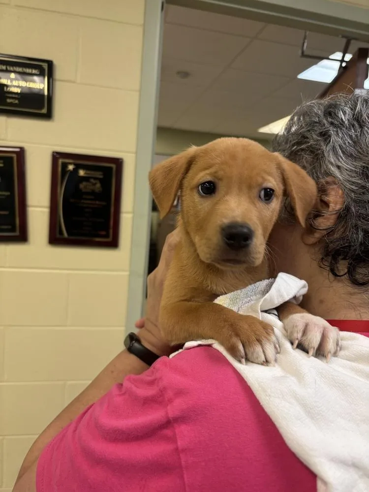 A baby small-sized male White / Cream Labrador Retriever dog named Paul McCartney for adoption in Kalamazoo, MI