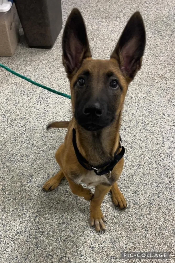 A baby small-sized female Tricolor (Brown, Black, & White) Belgian Shepherd / Malinois dog named Reggie located in MI for adoption in Imlay City, MI