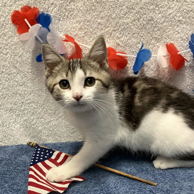 A baby medium-sized female White Domestic Short Hair cat named Olive for adoption in Dublin, OH