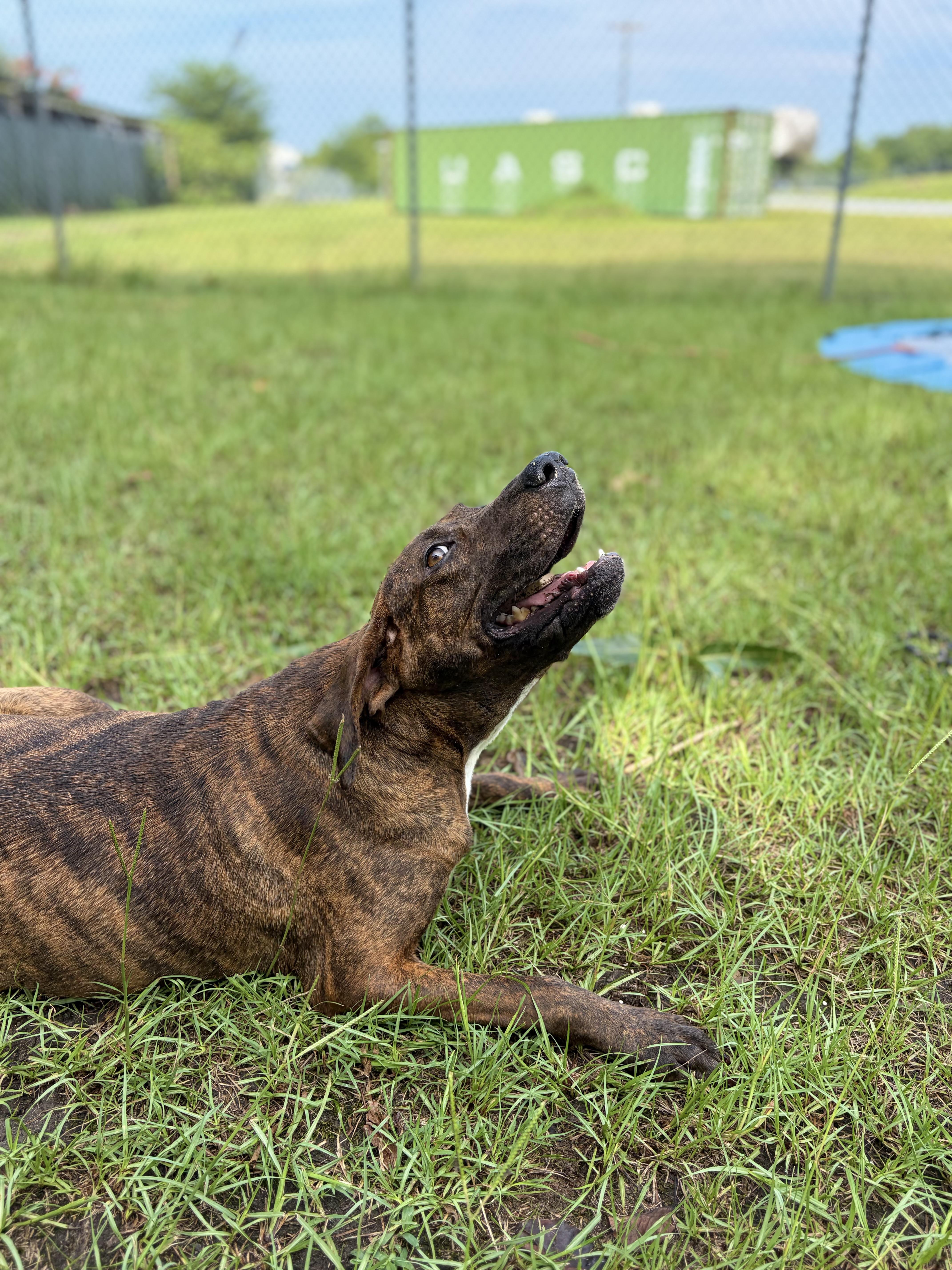A young medium-sized female Brindle Plott Hound dog named Saint Bean for adoption in Winnsboro, SC