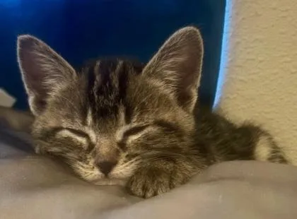 A baby small-sized female Domestic Short Hair cat named Travis aka Lily for adoption in Pendleton, OR