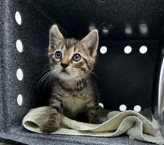 A baby small-sized male Domestic Short Hair cat named Paco for adoption in Naples, FL