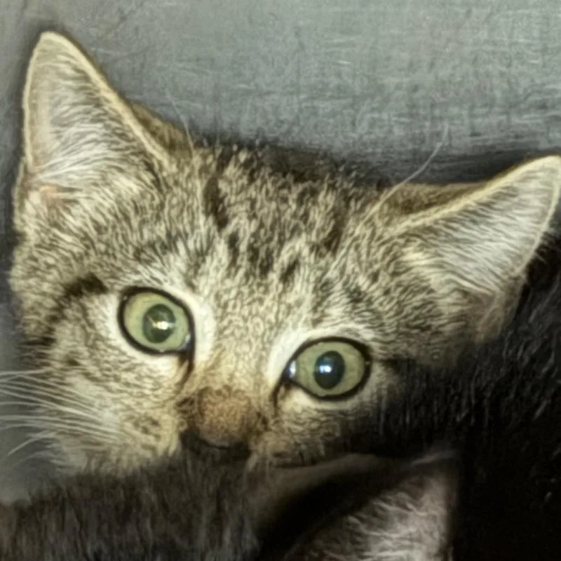 Habanero thumbnail 2
