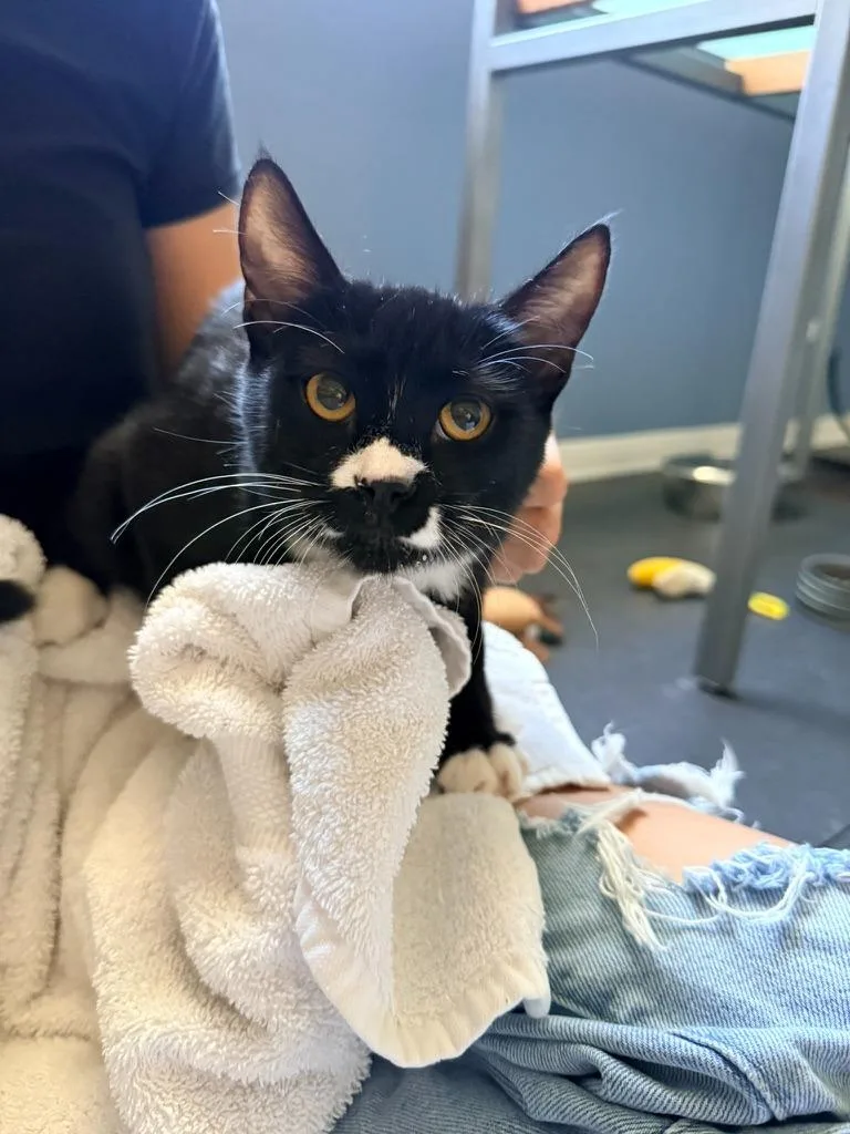 A baby medium-sized female Tabby cat named Pongo for adoption in San Antonio, TX