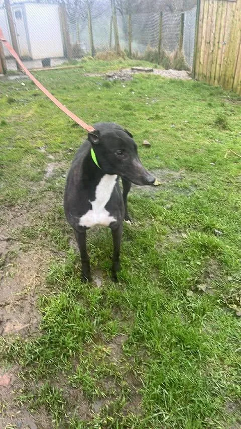 An adult large-sized male Greyhound dog named Beepers Bowie for adoption in Tarpon Springs, FL