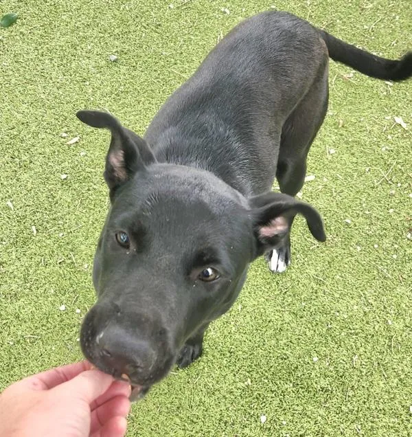 A young large-sized female Labrador Retriever dog named Jinx Fka Autumn for adoption in Austin, TX