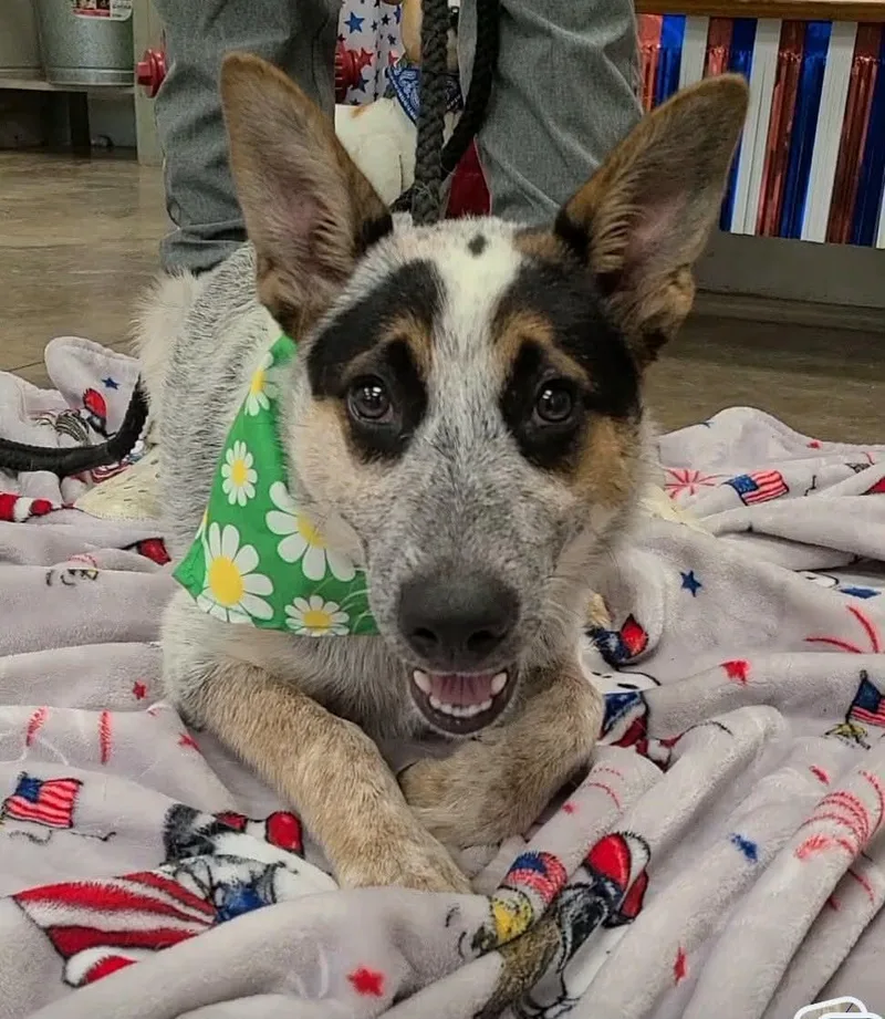 A young medium-sized female Australian Cattle Dog / Blue Heeler dog named Ralph for adoption in Bradenton, FL