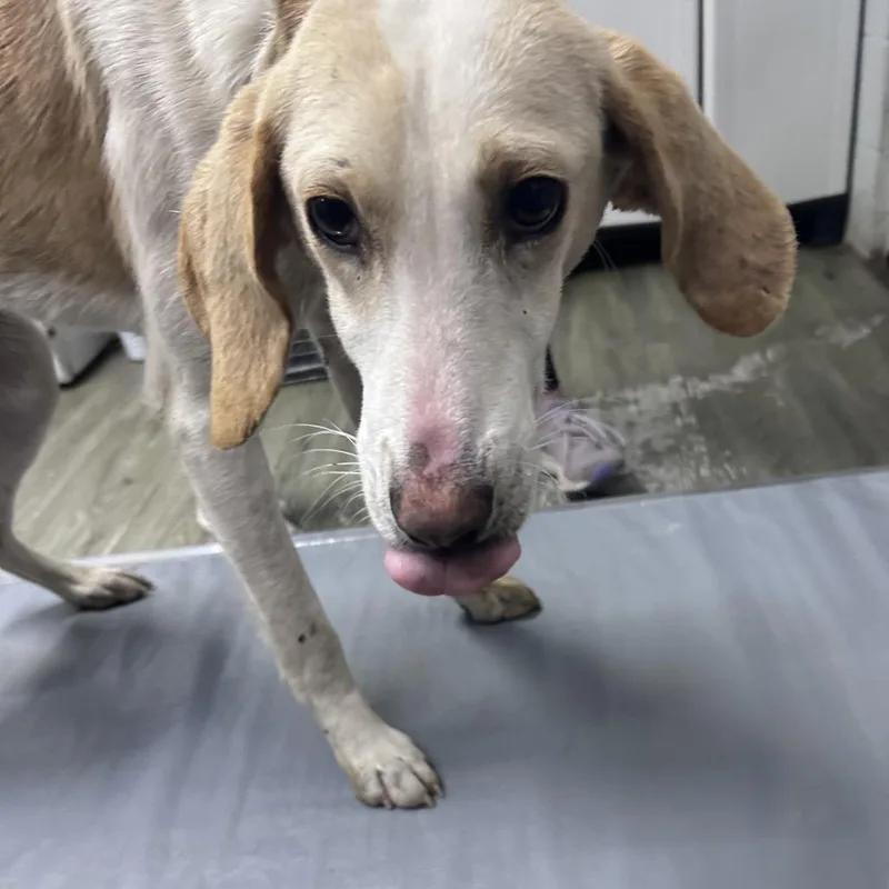 An adult medium-sized male Yellow / Tan / Blond / Fawn Mixed Breed dog named Larson for adoption in Summerville, SC