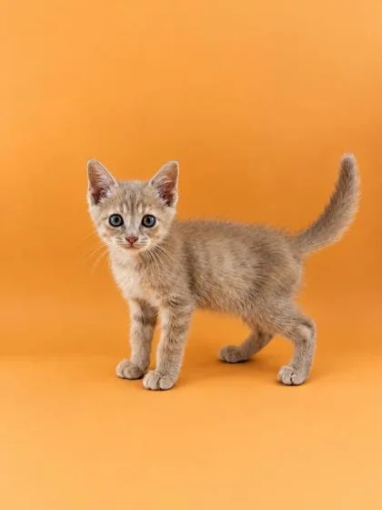A baby medium-sized male Domestic Short Hair cat named Skittles for adoption in Dahlonega, GA