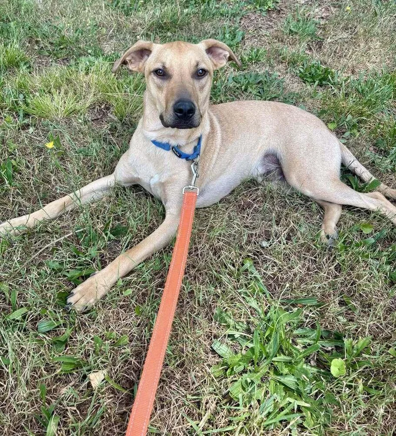 A baby small-sized male Brown / Chocolate Mixed Breed dog named Liberty for adoption in Milton, DE