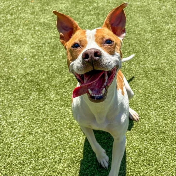 A young medium-sized female Pit Bull Terrier dog named Maisy for adoption in Des Moines, IA