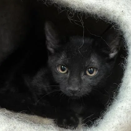 A baby small-sized female Domestic Short Hair cat named Gigi $ for adoption in Seneca, SC