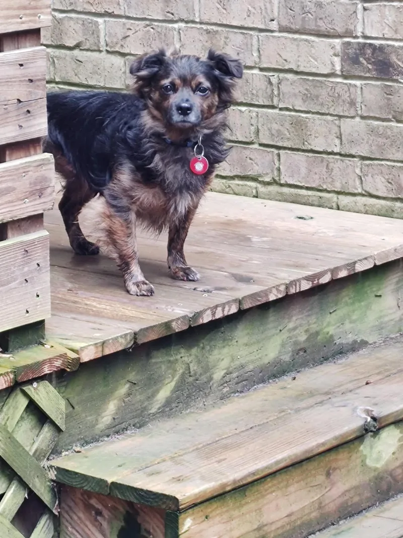 An adult small-sized male Chihuahua dog named Tyler for adoption in Nashville, TN