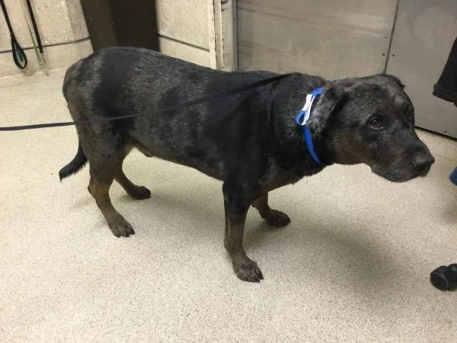 An adult large-sized male Pit Bull Terrier dog named Fredrickson for adoption in Riverside, CA