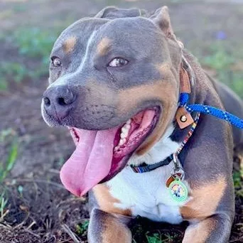 A young medium-sized male Tricolor (Brown, Black, & White) American Staffordshire Terrier dog named Marshall for adoption in Los Angeles, CA