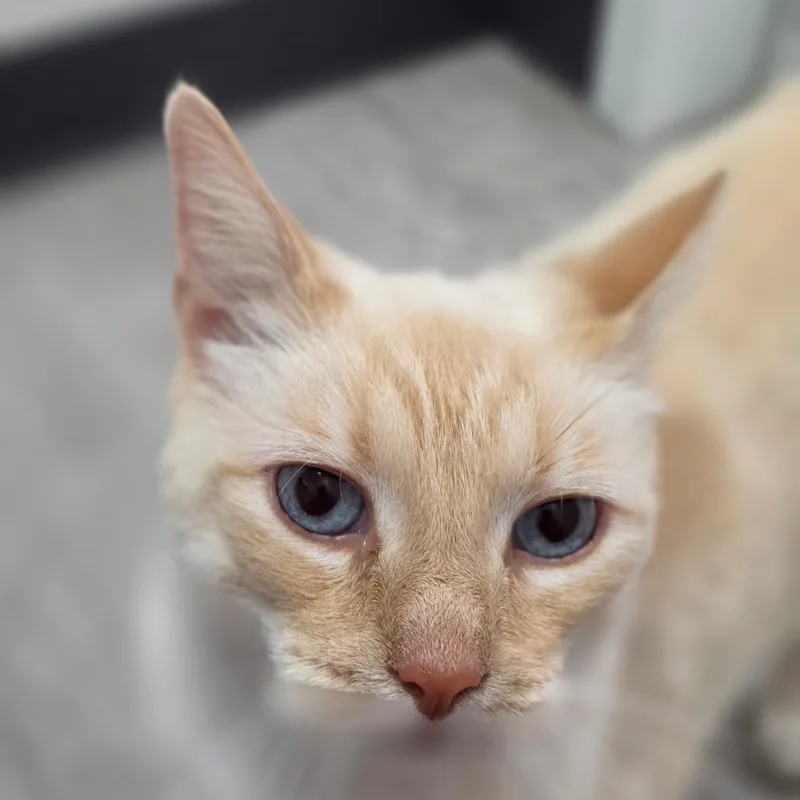 An adult large-sized male Domestic Short Hair cat named Butters for adoption in Muncie, IN