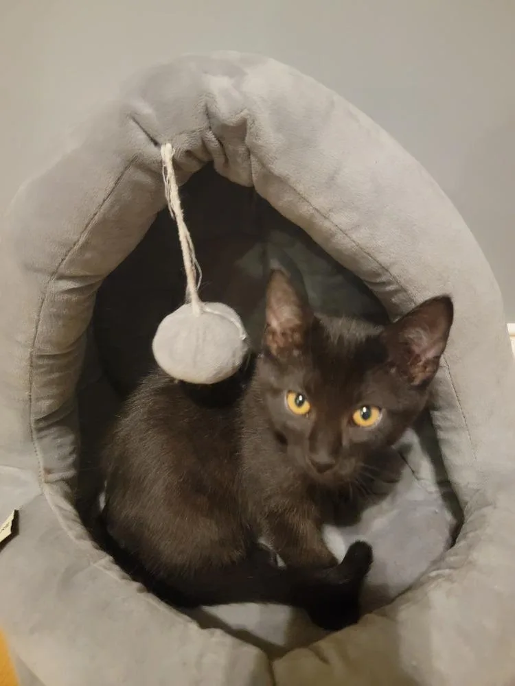 Salem