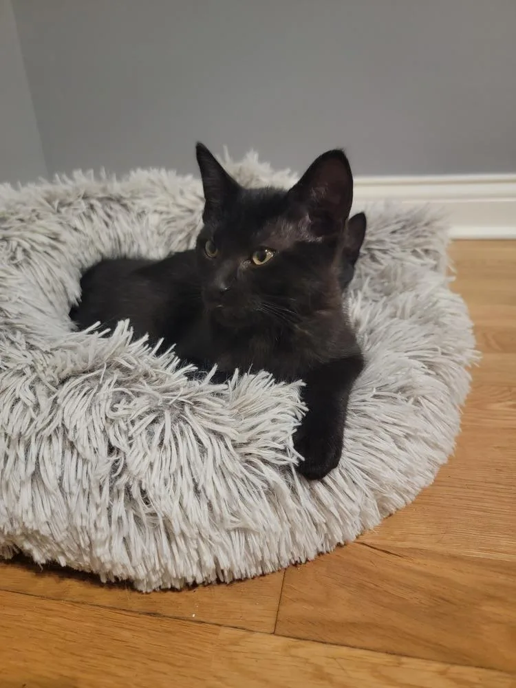 Salem thumbnail 3