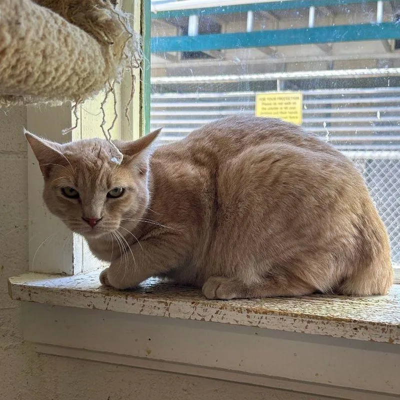 An adult medium-sized male Domestic Short Hair cat named Bailey for adoption in Ontario, CA